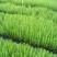 松树30~50cm