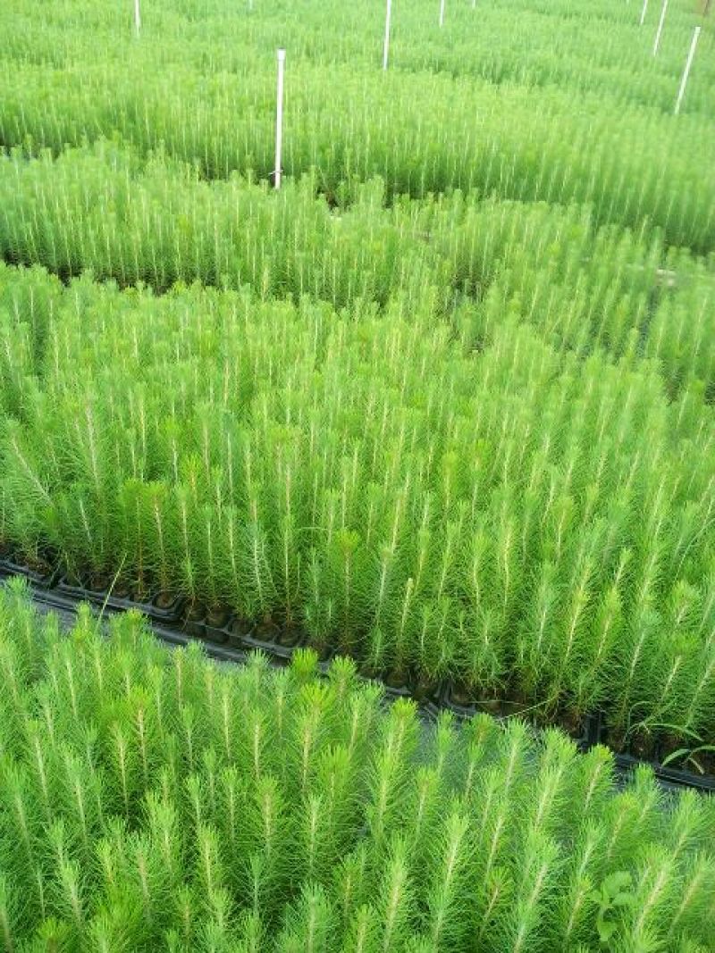 松树30~50cm