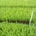 松树30~50cm