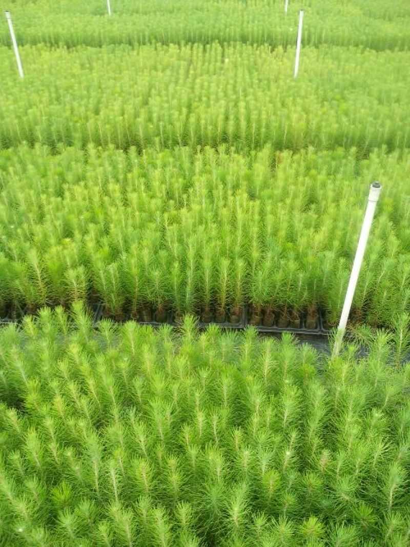 松树30~50cm
