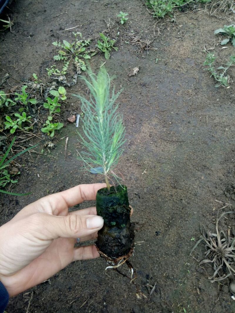 松树30~50cm