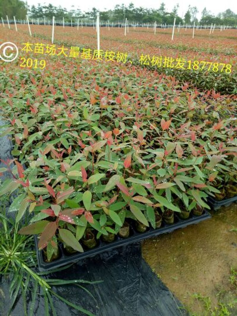 桉树2~4cm0.5米以下