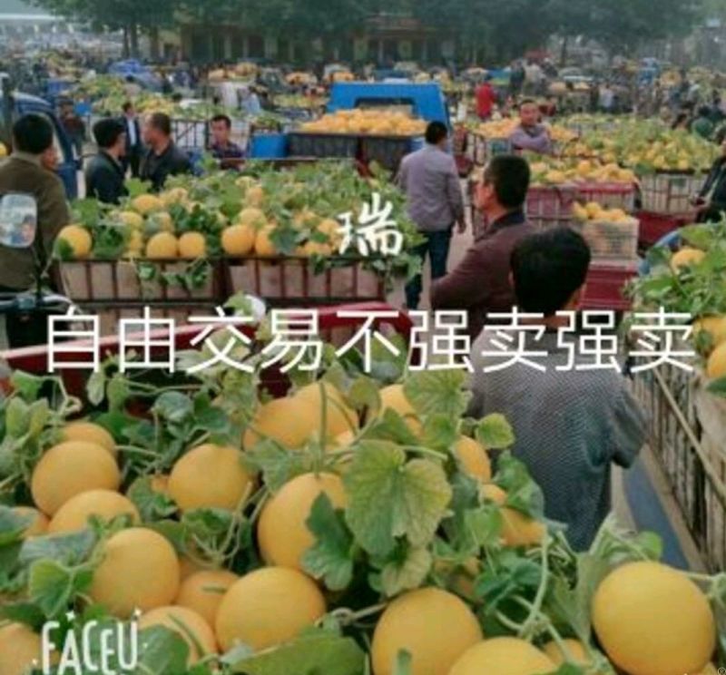 久红瑞甜瓜3斤精品