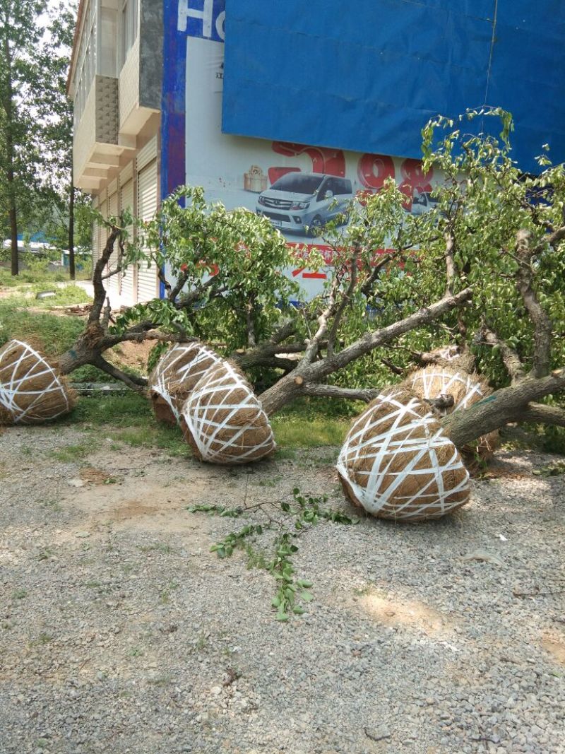 梨树18~20cm4米以上