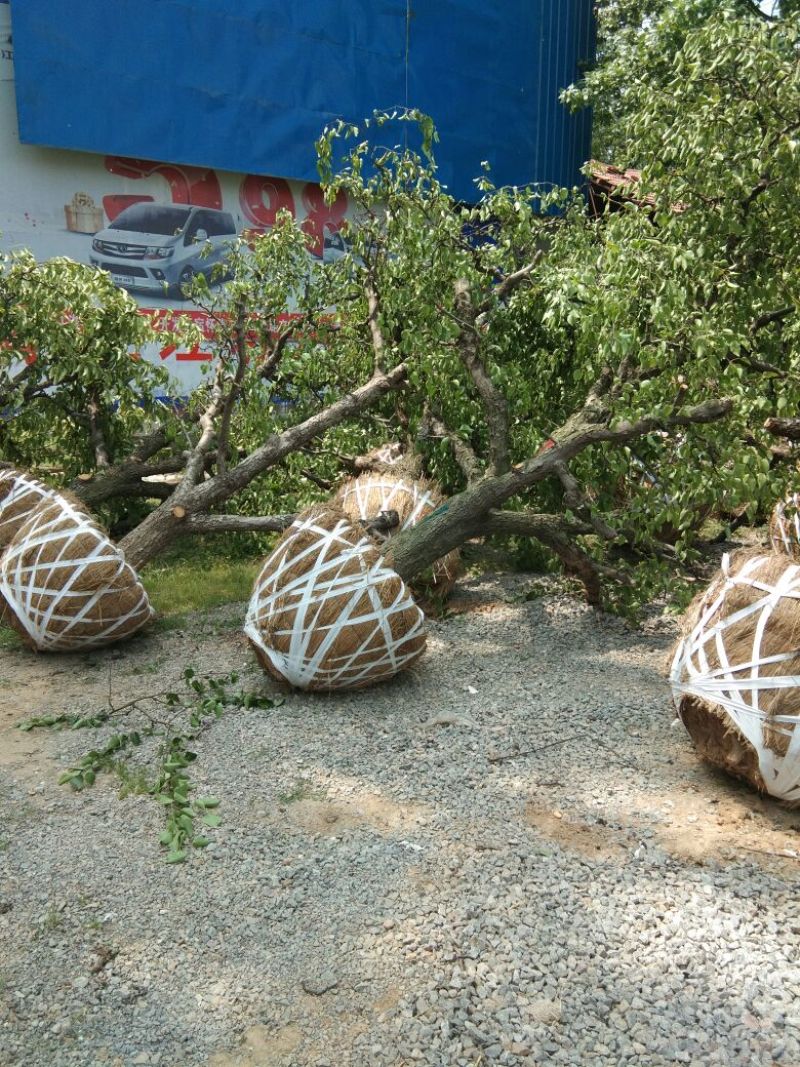 梨树18~20cm4米以上
