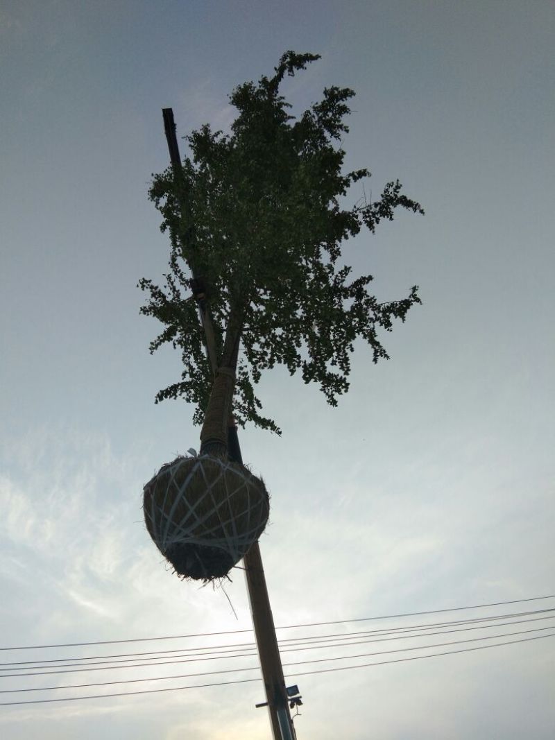 银杏树14~16cm4米以上3米以上