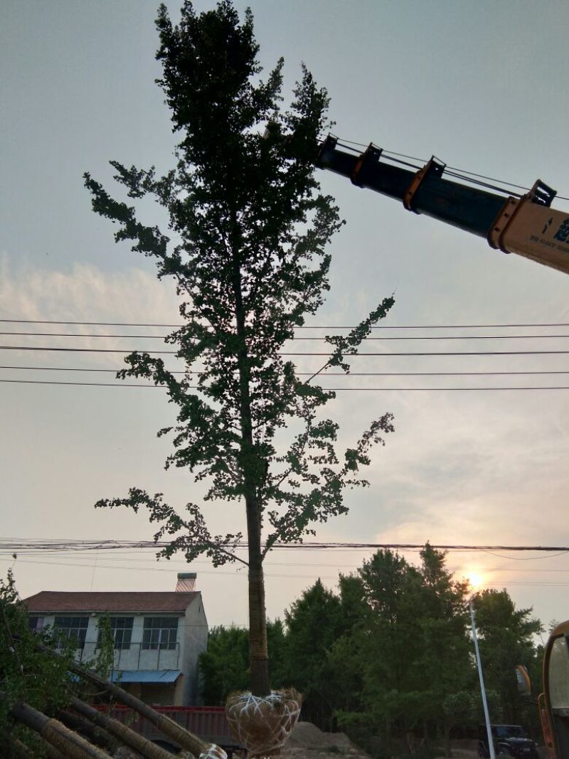 银杏树14~16cm4米以上3米以上