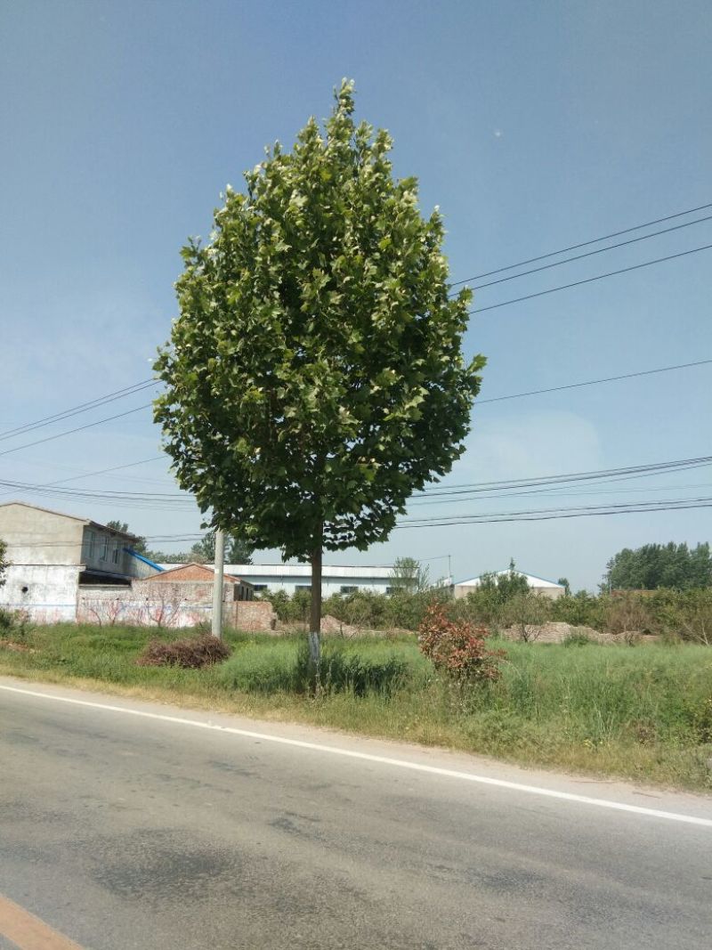 法桐14~16cm14~16cm4米以上3米以上