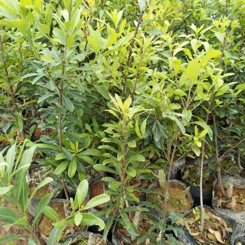 杨梅苗50~80cm