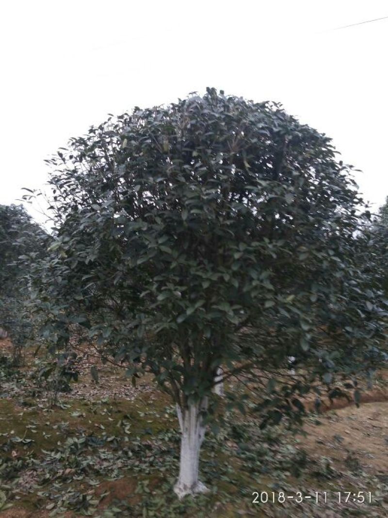 黄金桂花树3米以上8~10cm3.5~4米
