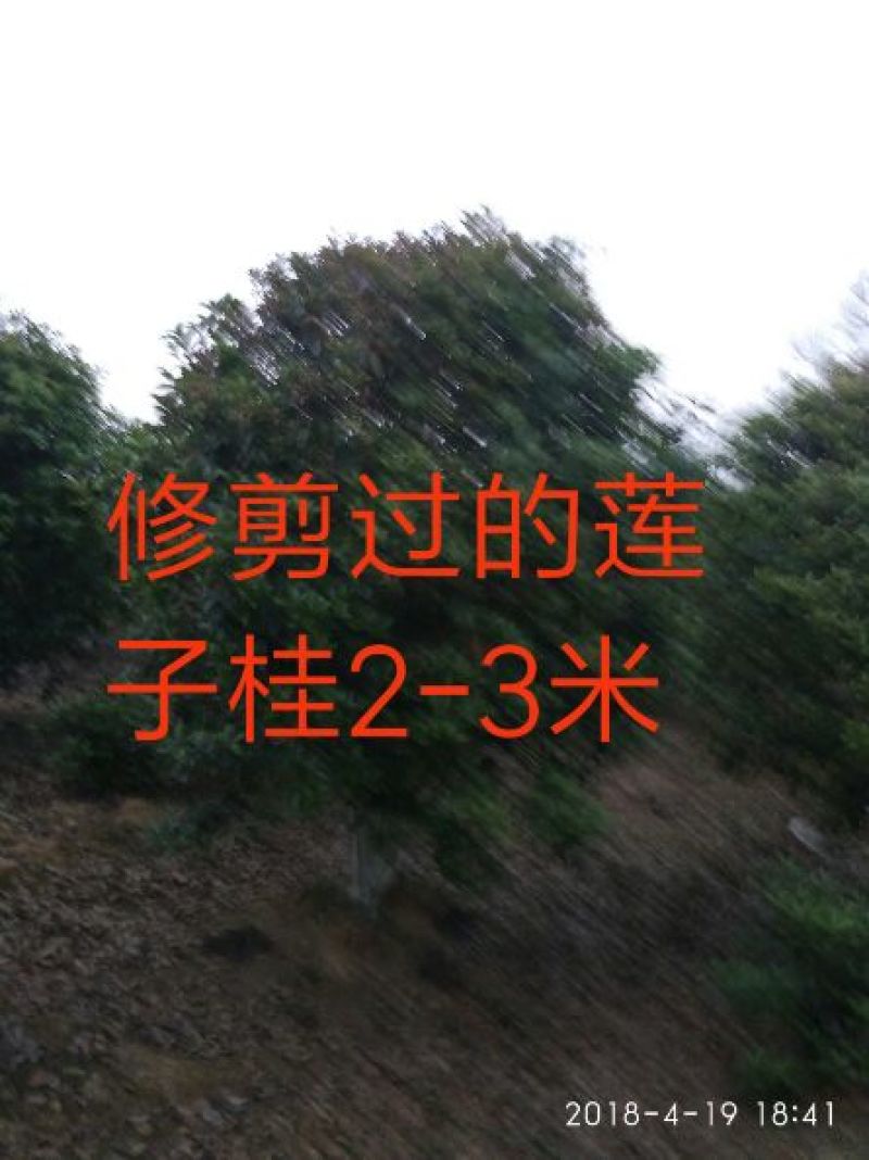 黄金桂花树3米以上8~10cm3.5~4米