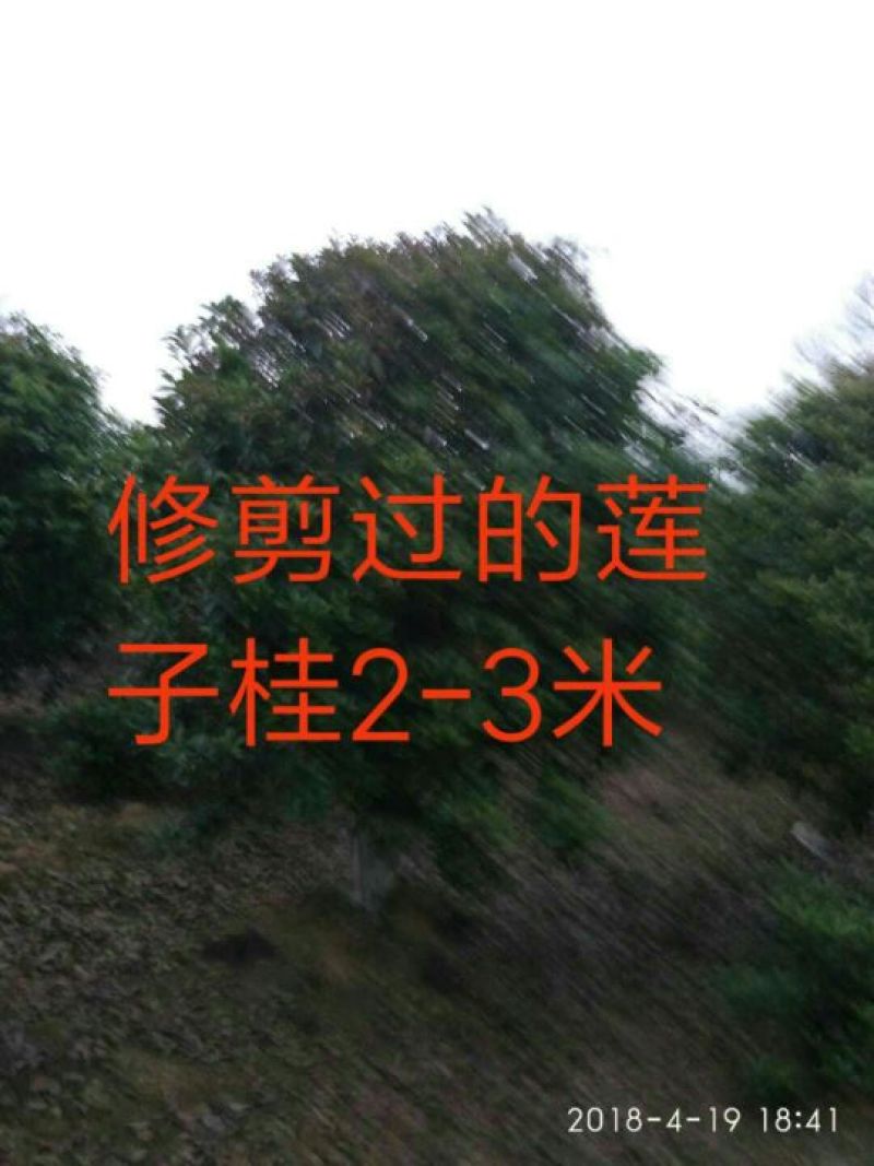 黄金桂花树3米以上8~10cm3.5~4米