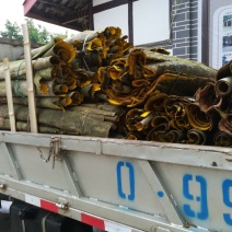 黄柏皮鲜货
