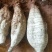 葛根食用2~2.5斤广西梧州藤县和平镇藏葛