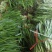 大叶韭菜二刀
