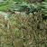 大叶韭菜二刀