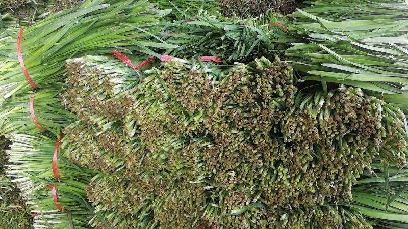 大叶韭菜二刀
