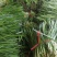 大叶韭菜二刀