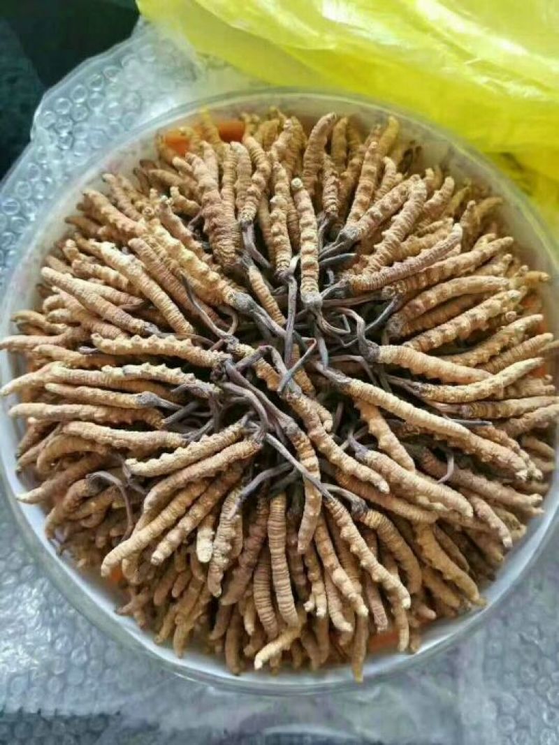 冬虫夏草盒装