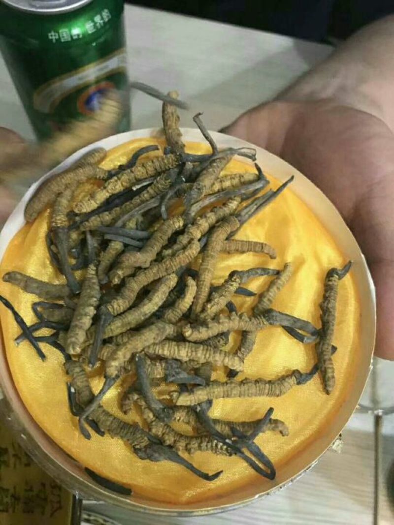 冬虫夏草盒装