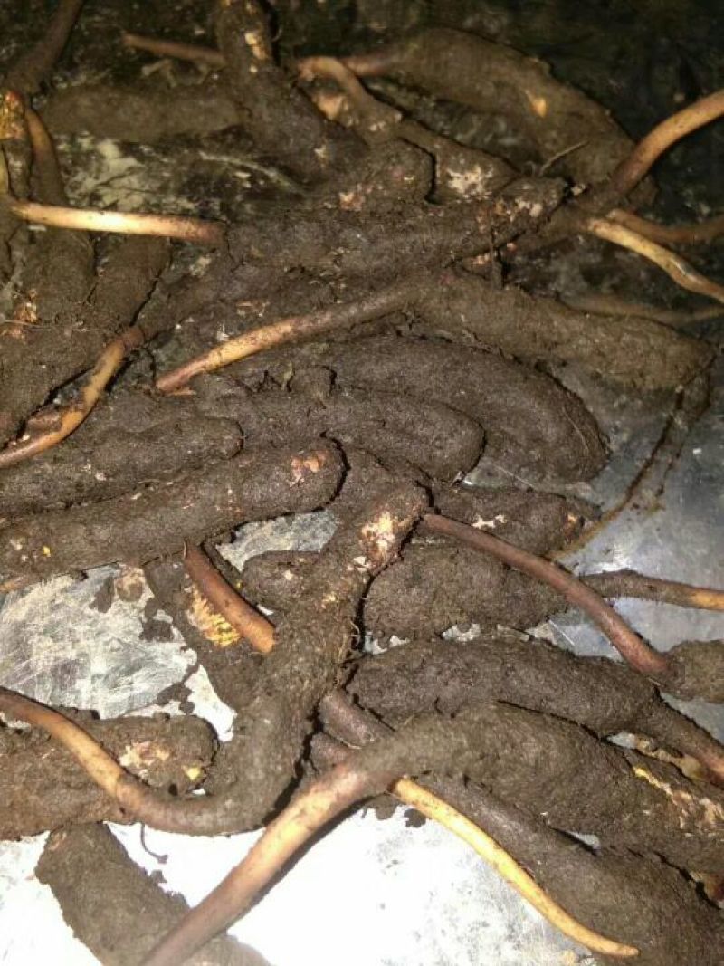 冬虫夏草盒装
