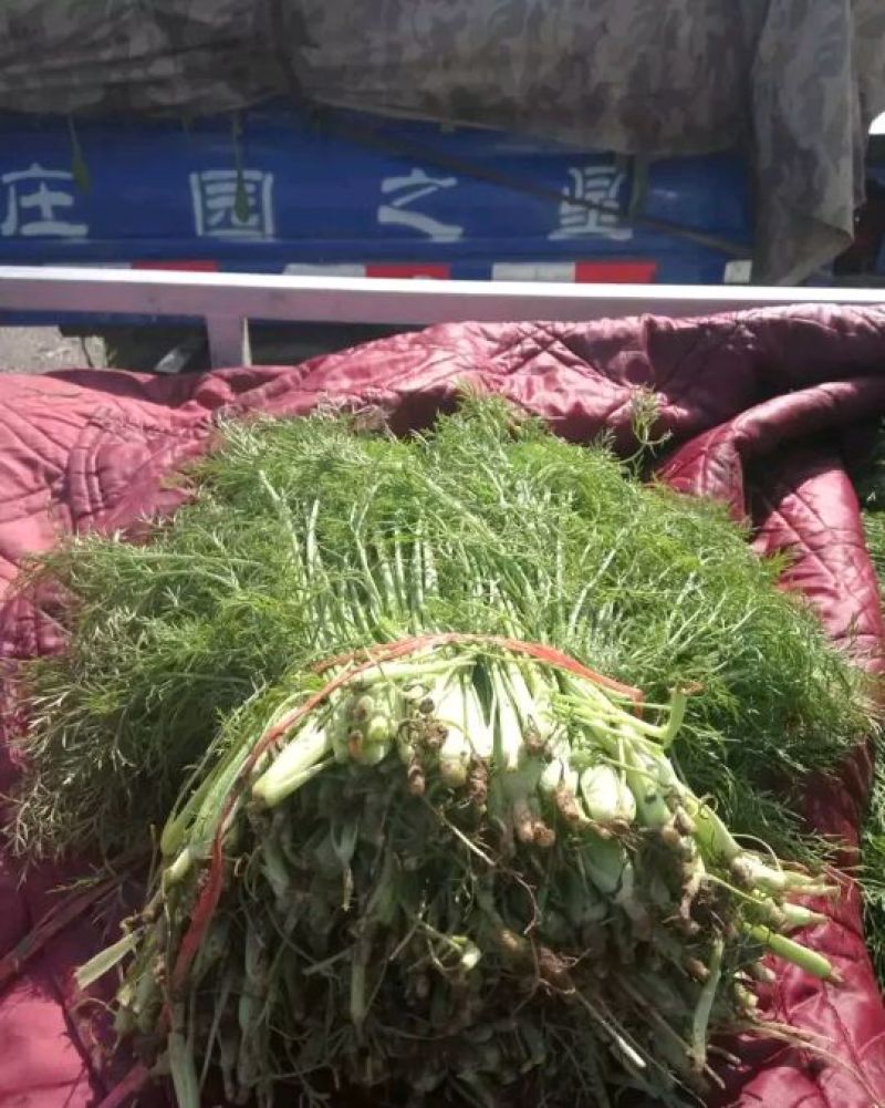 茴香30~40cm