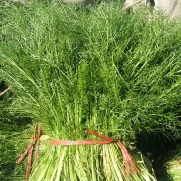 茴香30~40cm
