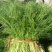 茴香30~40cm