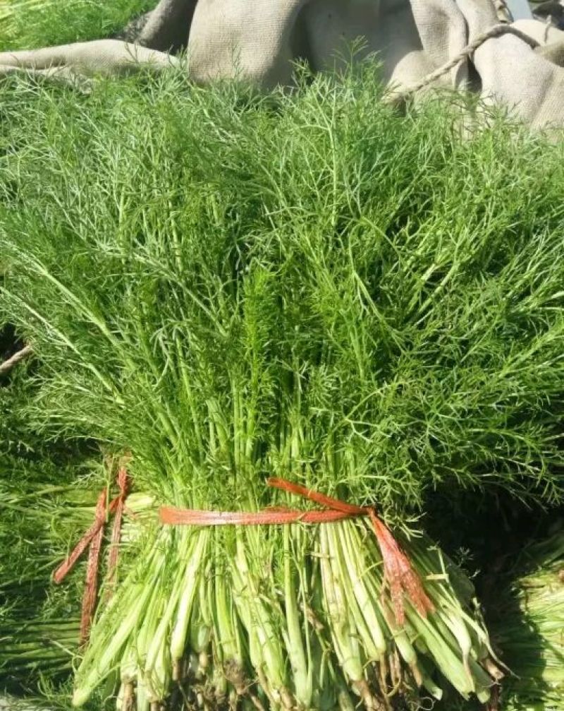 茴香30~40cm