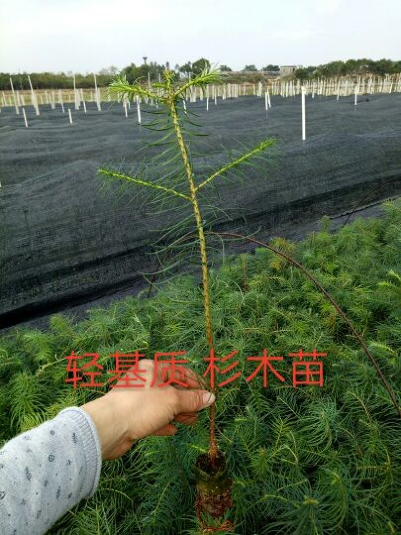 杉树30~50cm