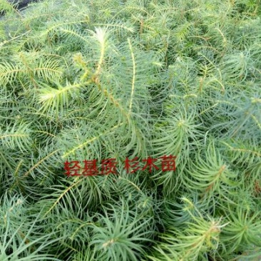 杉树30~50cm