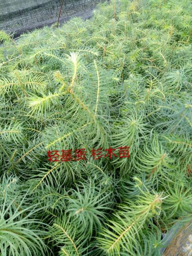 杉树30~50cm