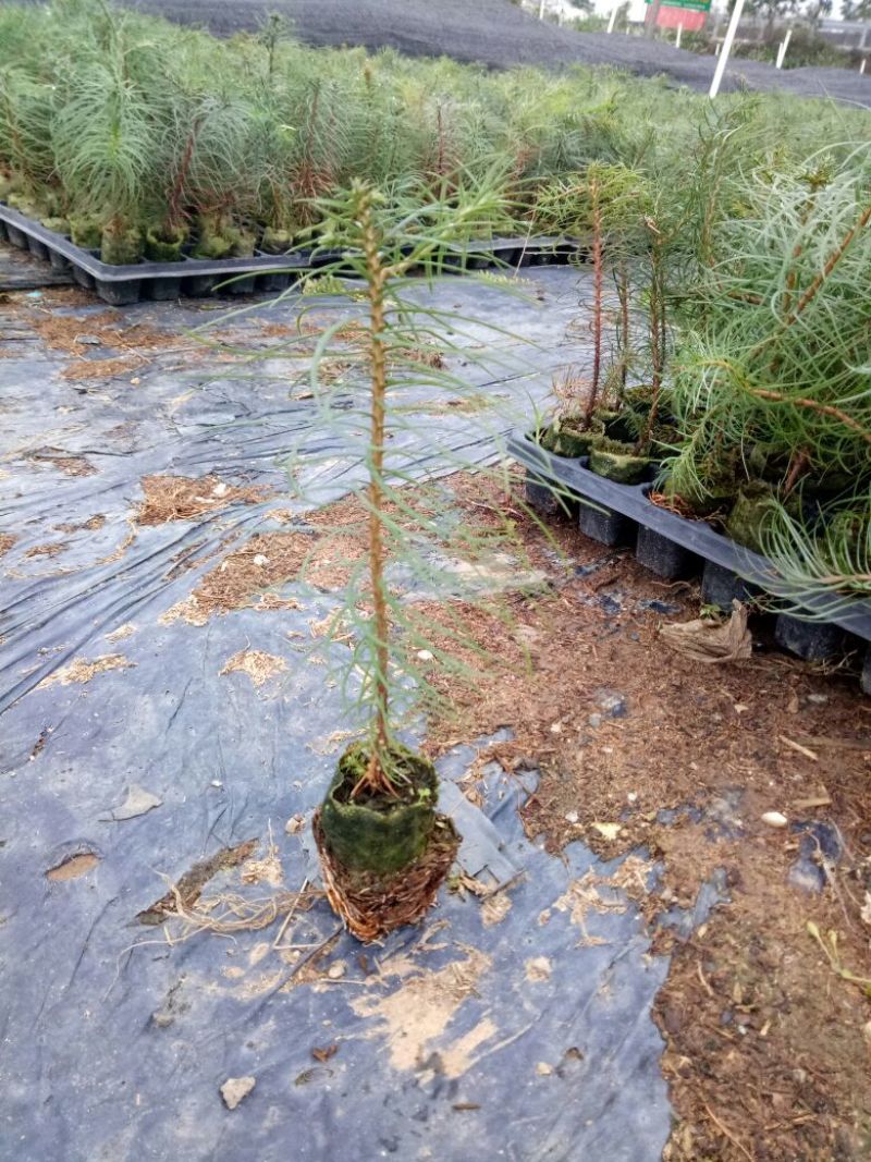 杉树30~50cm