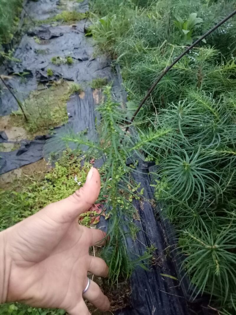 杉树30~50cm