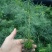 杉树30~50cm
