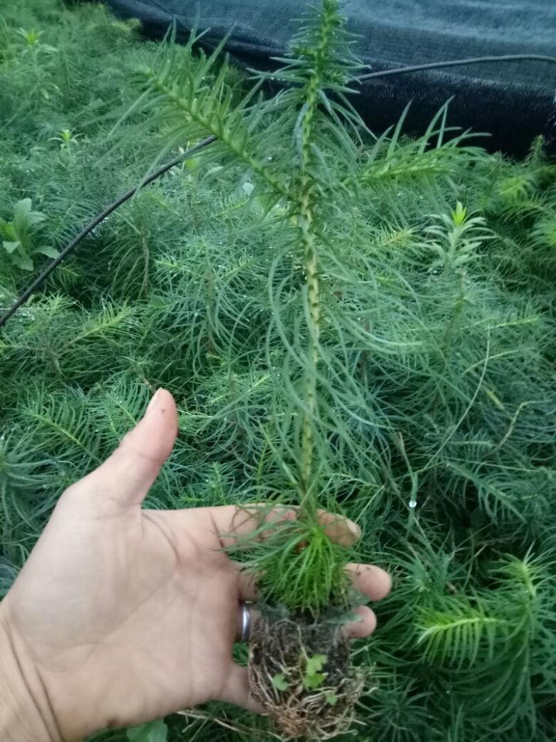杉树30~50cm