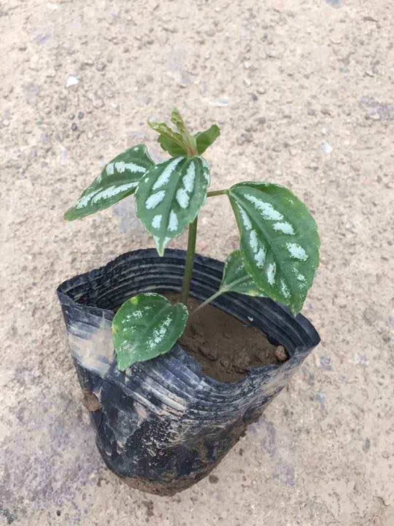 冷水花西瓜皮