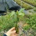 黄金百香果苗20~30cm