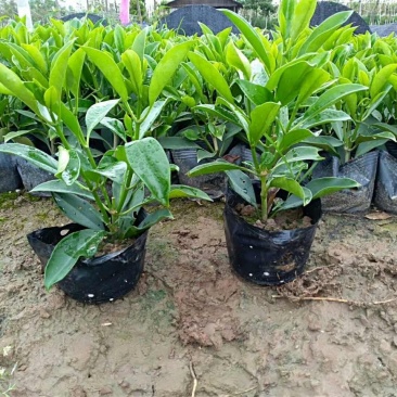 非洲茉莉