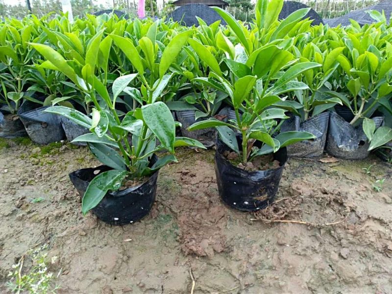 非洲茉莉