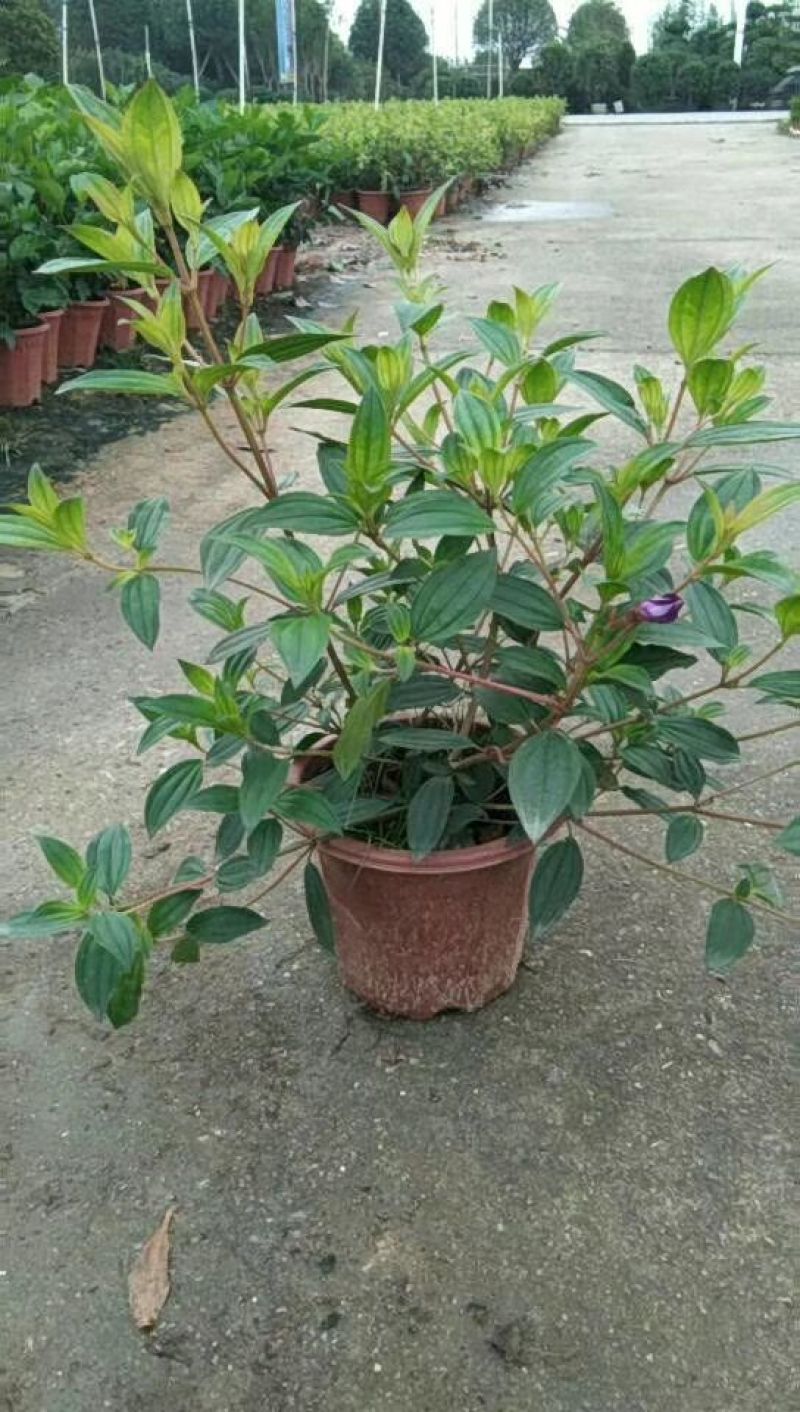 非洲茉莉