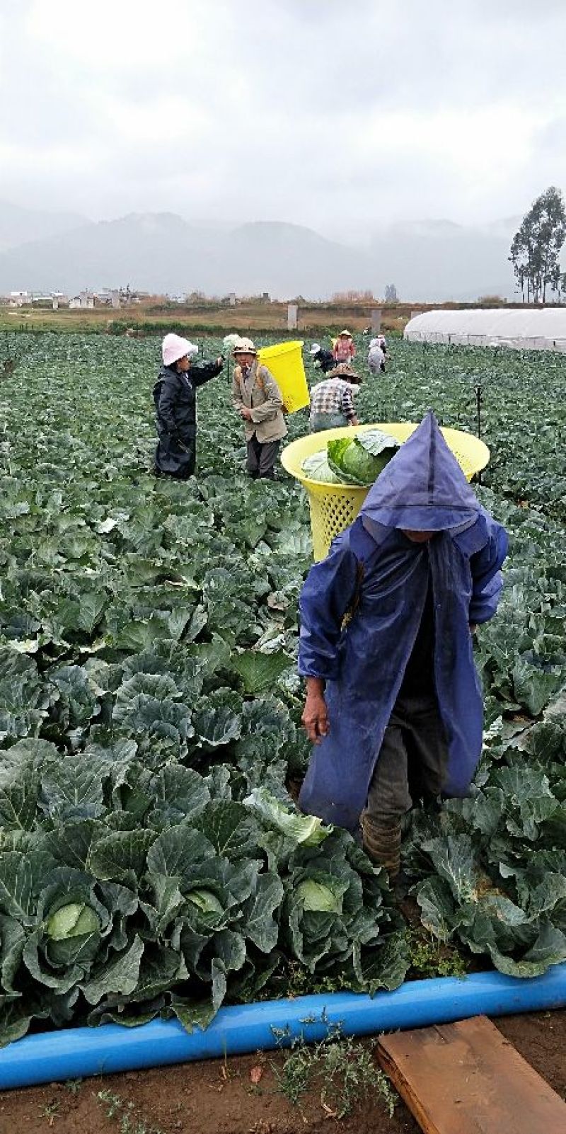 圆包菜精品产地直供长年有货