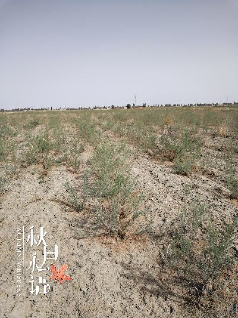 塔里本红柳树苗