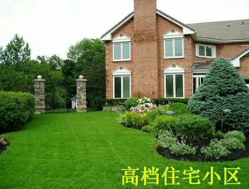 四季青草种98%以上