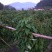 淮山药4~6厘米特级通货50~70厘米
