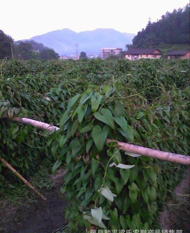 淮山药4~6厘米特级通货50~70厘米