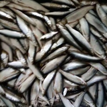 餐鲦鱼