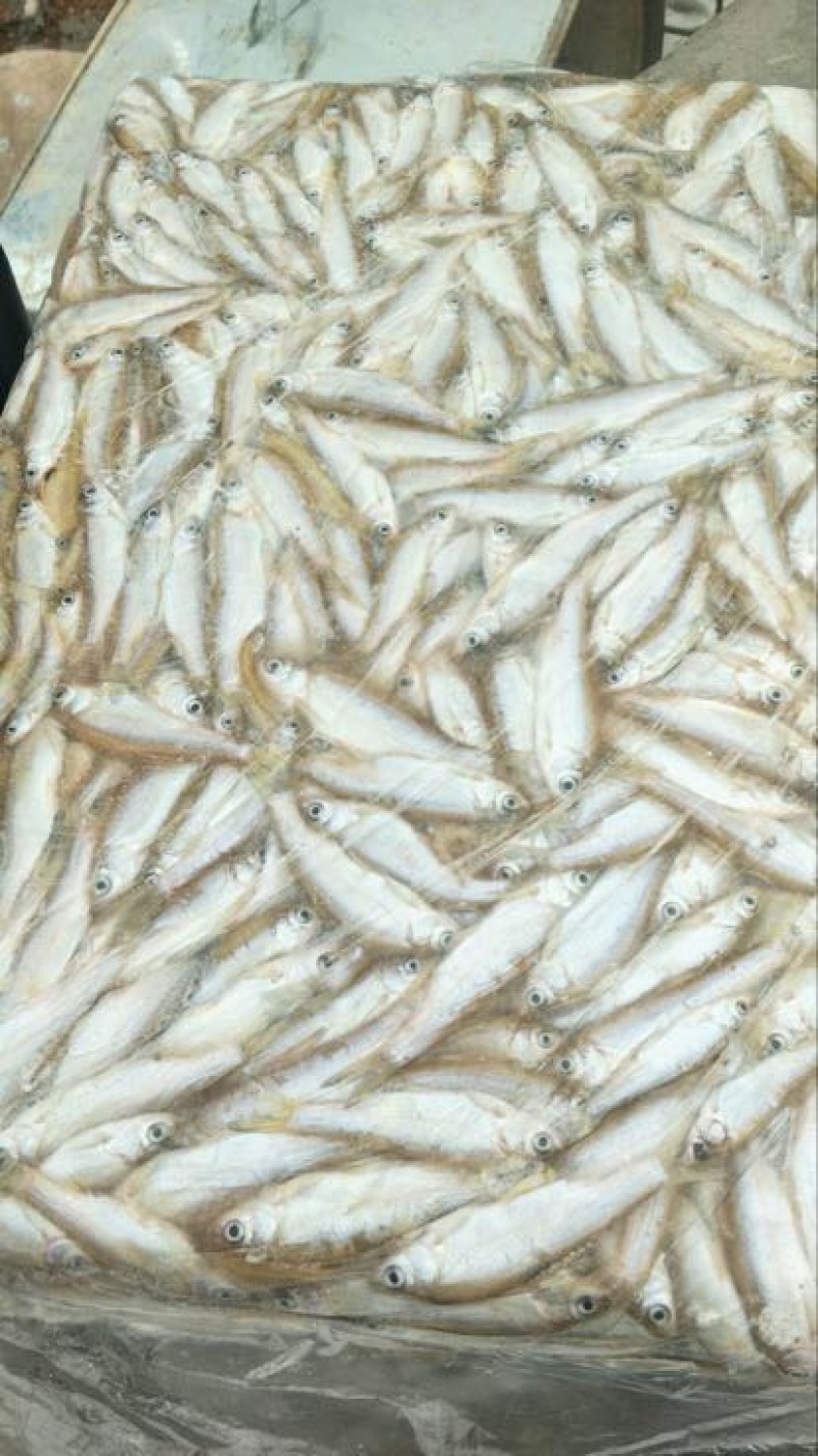 餐鲦鱼