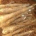 淮山药3~4厘米一级通货30~100厘米