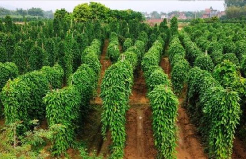 淮山药3~4厘米一级通货30~100厘米